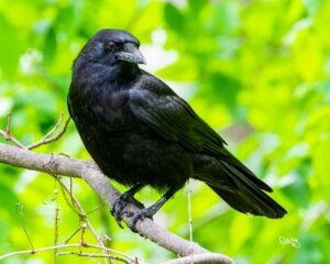 Crow2 300x240